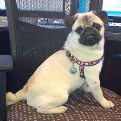 Brody office mascot